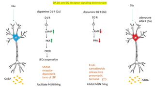 D1
D1 R
Gs
cAMP
PKA
D2 R
Gi
cAMP
PKA
GABA
CREB
GABA
IEGs expression
Glu Glu
dopamine D1 R (Gs) dopamine D2 R (Gi)
Facilitate MSN firing Inhibit MSN firing
Endo
cannabinoids
release into
presynaptic
terminal
NMDA
receptor-
dependent
form of LTP
LTD
DA D1 and D2 receptor signaling downstream
adenosine
A2A R (Gs)
 