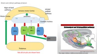 Direct and indirect pathway striatum
Sensory motor Cortex
putamen
GPm
Thalamus
SN r SN c
STN
Caudate nucleus
GPe
Motor Cortex
Nigro striatal
pathway striatal
pallidal
pathway
D1 D2
DA
Not all circuits are shown here
 