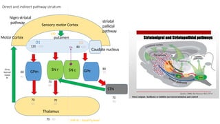 Direct and indirect pathway striatum
Sensory motor Cortex
putamen
GPm
Thalamus
SN r SN c
STN
Caudate nucleus
GPe
Motor Cortex
Nigro striatal
pathway striatal
pallidal
pathway
70
80
60
70
70
70
80
80
60
90
60 60
70
70
120 80
100
100
100 Hz – basal Fq level
D1 D2
100
70 Hz
Normal
motor
fn
DA
 