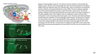 Diagram of basal ganglia circuits (a). The striatum receives excitatory corticostriatal and
thalamic inputs. Outputs of the basal ganglia arise from the internal segment of the globus
pallidus (GPi) and substantia nigra pars reticulata (SNr), which are directed to the thalamus,
superior colliculus and pendunculopontine nucleus (PPN). The direct pathway originates
from Drd1a expressing SPNs that project to the GPi and SNr output nuclei. The indirect
pathway originates from Drd2 expressing SPNs that project only to the external segment of
the globus pallidus (GPe), which together with the subthalamic nucleus (STN) contains
transynaptic circuits connecting to the basal output nuclei. The direct and indirect pathways
provide opponent regulation of the basal ganglia output interface. (b) Fluorescent imaging
of a brain section from a mouse expressing EGFP under regulation of the Drd1a promoter
shows Drd1a expressing SPNs in the striatum that project axons through the GPe, which
terminate in the GPi and GPe. (c) Fluorescent of imaging of a Drd2-EGFP mouse shows that
labeled SPNs provide axonal projections that terminate in the GPe, but do not extend to the
GPi or SNr.
63
 