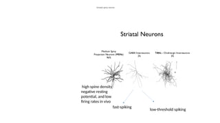 Striatal spiny neuron
fast-spiking
low-threshold spiking
high spine density,
negative resting
potential, and low
firing rates in vivo
 