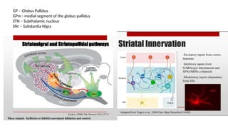 GP – Globus Pallidus
GPm - medial segment of the globus pallidus
STN – Subthalamic nucleus
SNr – Substantia Nigra
 