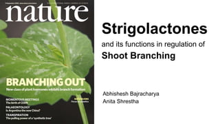 Strigolactones
and its functions in regulation of
Shoot Branching
Abhishesh Bajracharya
Anita Shrestha
 