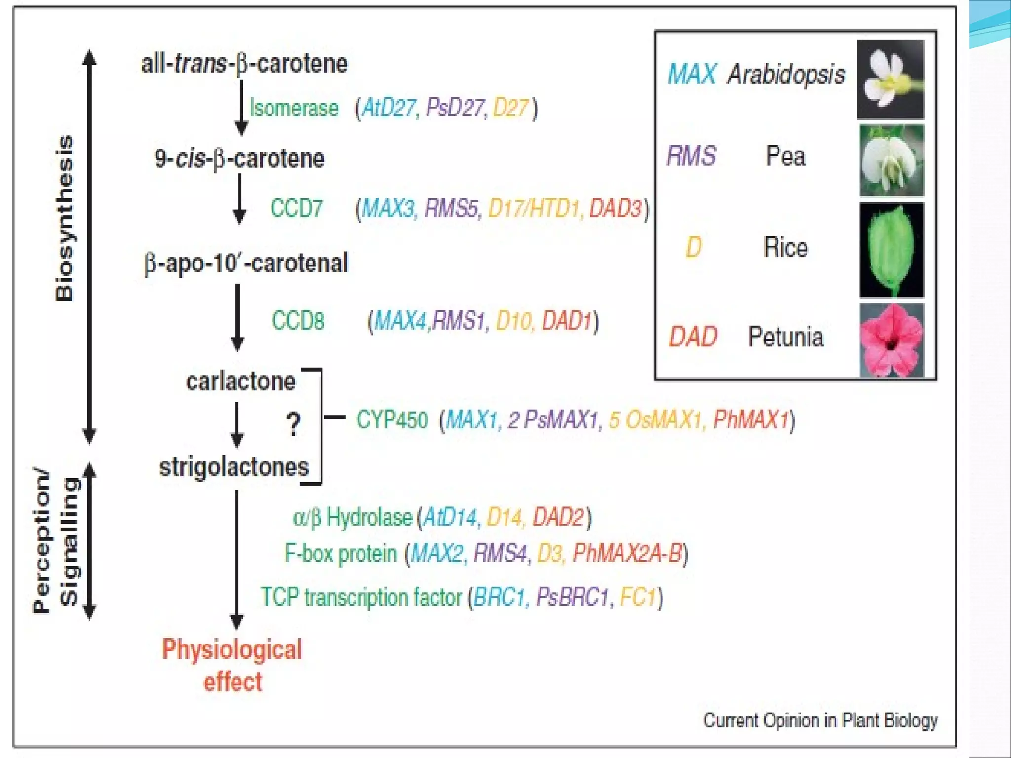 STRIGOLACTONES IN PLANT SIGNAL TRANSDUCTION AND DEVELOPMENT | PPT