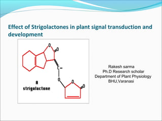 Effect of Strigolactones in plant signal transduction and
development
Rakesh sarma
Ph.D Research scholar
Department of Plant Physiology
BHU,Varanasi
 