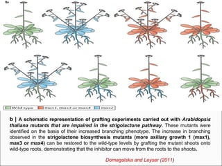 STRIGOLACTONES IN PLANT SIGNAL TRANSDUCTION AND DEVELOPMENT | PPT