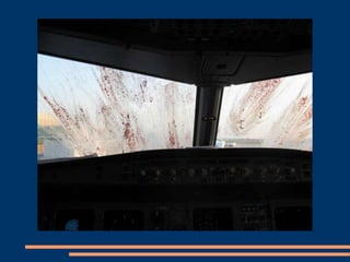 Avion lovit de pasari