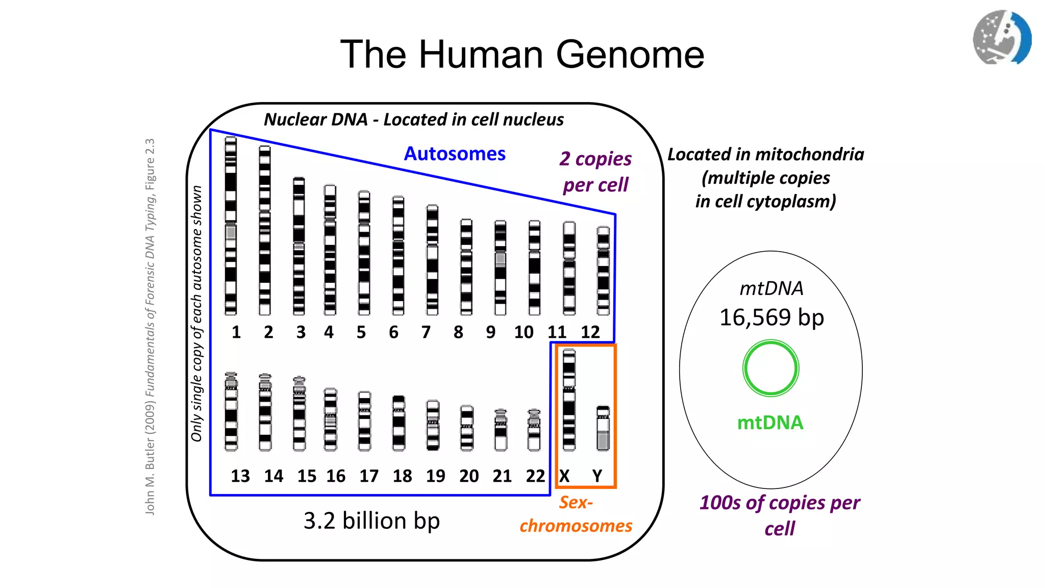 The Human Genome
http://www.ncbi.nlm.nih.gov/genome/guide/
1 2 3 4 5 6 7 8 9 10 11 12
13 14 15 16 17 18 19 20 21 22 X Y
Sex-
chromosomes
Autosomes
3.2 billion bp
Nuclear DNA - Located in cell nucleus
2 copies
per cell
mtDNA
16,569 bp
mtDNA
Located in mitochondria
(multiple copies
in cell cytoplasm)
100s of copies per
cell
Only
single
copy
of
each
autosome
shown
John
M.
Butler
(2009)
Fundamentals
of
Forensic
DNA
Typing,
Figure
2.3
 