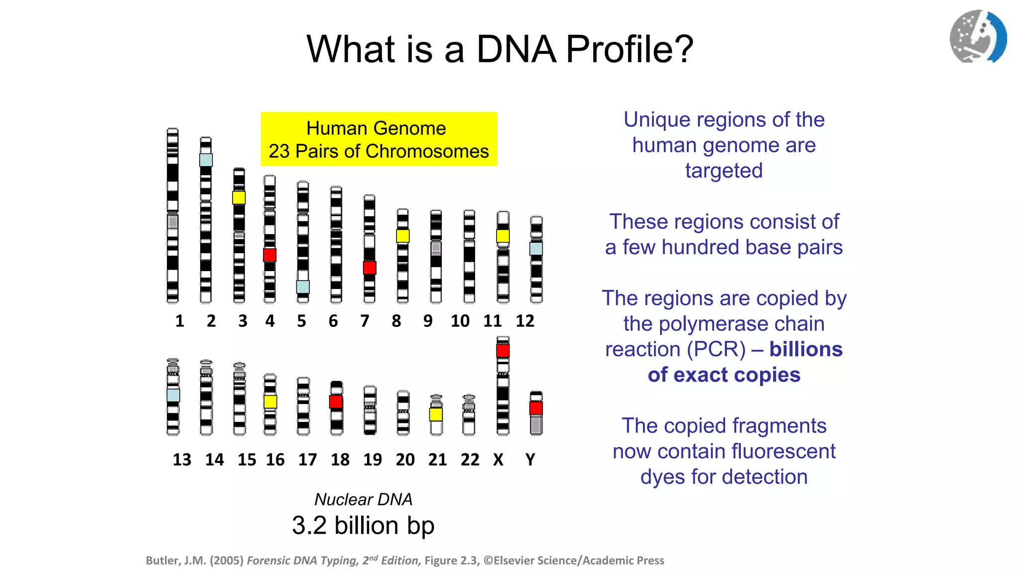 http://www.ncbi.nlm.nih.gov/genome/guide/
1 2 3 4 5 6 7 8 9 10 11 12
13 14 15 16 17 18 19 20 21 22 X Y
What is a DNA Profile?
Nuclear DNA
3.2 billion bp
Butler, J.M. (2005) Forensic DNA Typing, 2nd Edition, Figure 2.3, ©Elsevier Science/Academic Press
Human Genome
23 Pairs of Chromosomes
Unique regions of the
human genome are
targeted
These regions consist of
a few hundred base pairs
The regions are copied by
the polymerase chain
reaction (PCR) – billions
of exact copies
The copied fragments
now contain fluorescent
dyes for detection
 