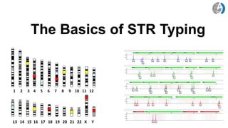 The Basics of STR Typing
http://www.ncbi.nlm.nih.gov/genome/guide/
1 2 3 4 5 6 7 8 9 10 11 12
13 14 15 16 17 18 19 20 21 22 X Y
 