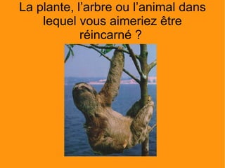 La plante, l’arbre ou l’animal dans lequel vous aimeriez être réincarné ?  
