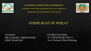 STRIPE RUST OF WHEAT
COURSE TEACHER
Dr. PARTHASARATHY S
Asst. Professor (Plant Pathology)
STUDENT
MR.L.DANIEL CHRISTOPHER
IDNO. 2016021007
COLLEGE OF AGRICULTURAL TECHNOLOGY
(Affiliated to Tamil Nadu Agricultural University, Coimbatore-3)
Kullapuram (Po),ViaVaigai Dam, Theni-625 562
 