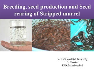 Breeding, seed production and Seed
rearing of Stripped murrel
For traditional fish farmer By:
B. Bhaskar
FFO, Mahabubabad
 