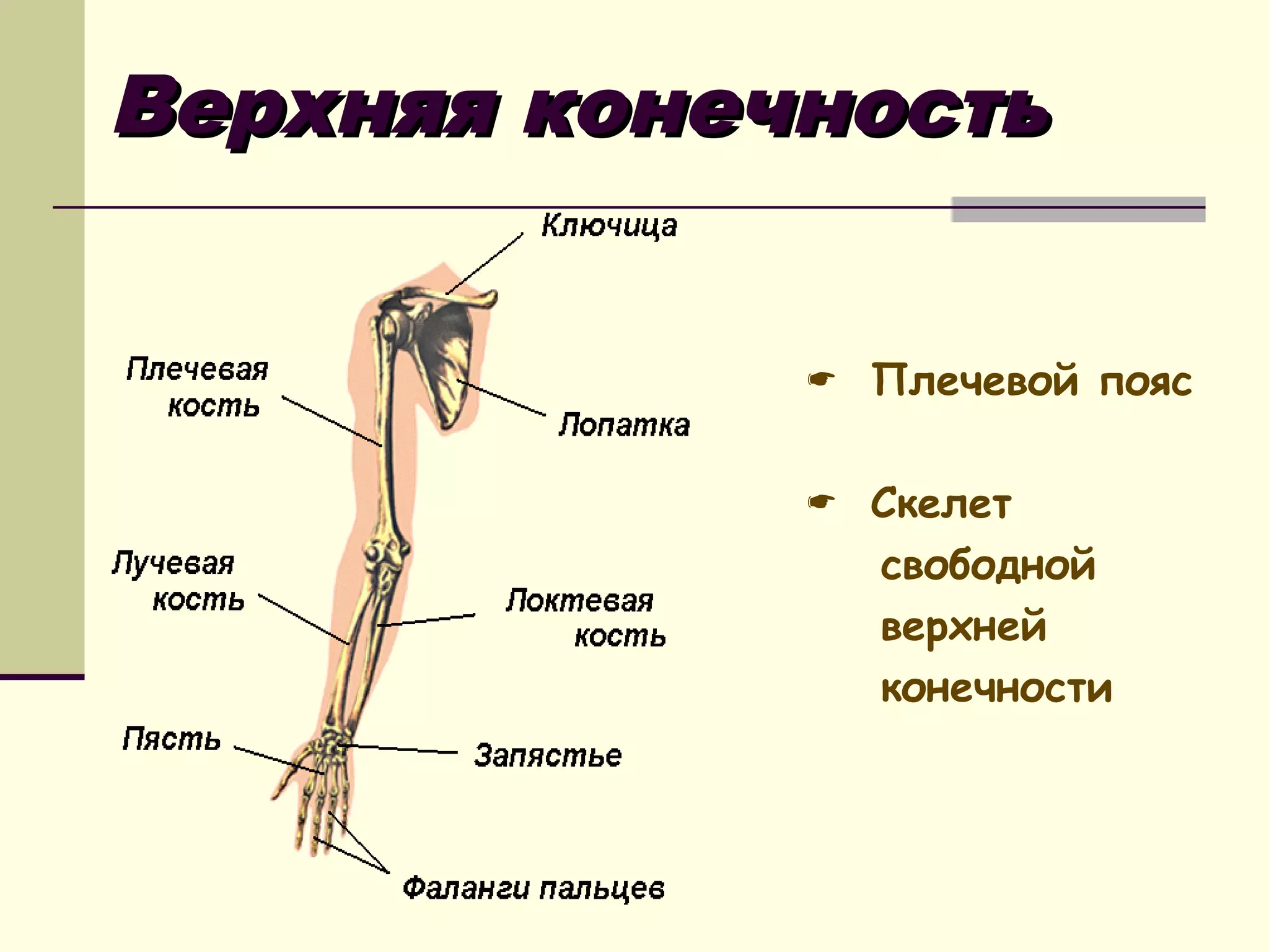Верхняя конечность
 Плечевой пояс
 Скелет

свободной
верхней
конечности

 