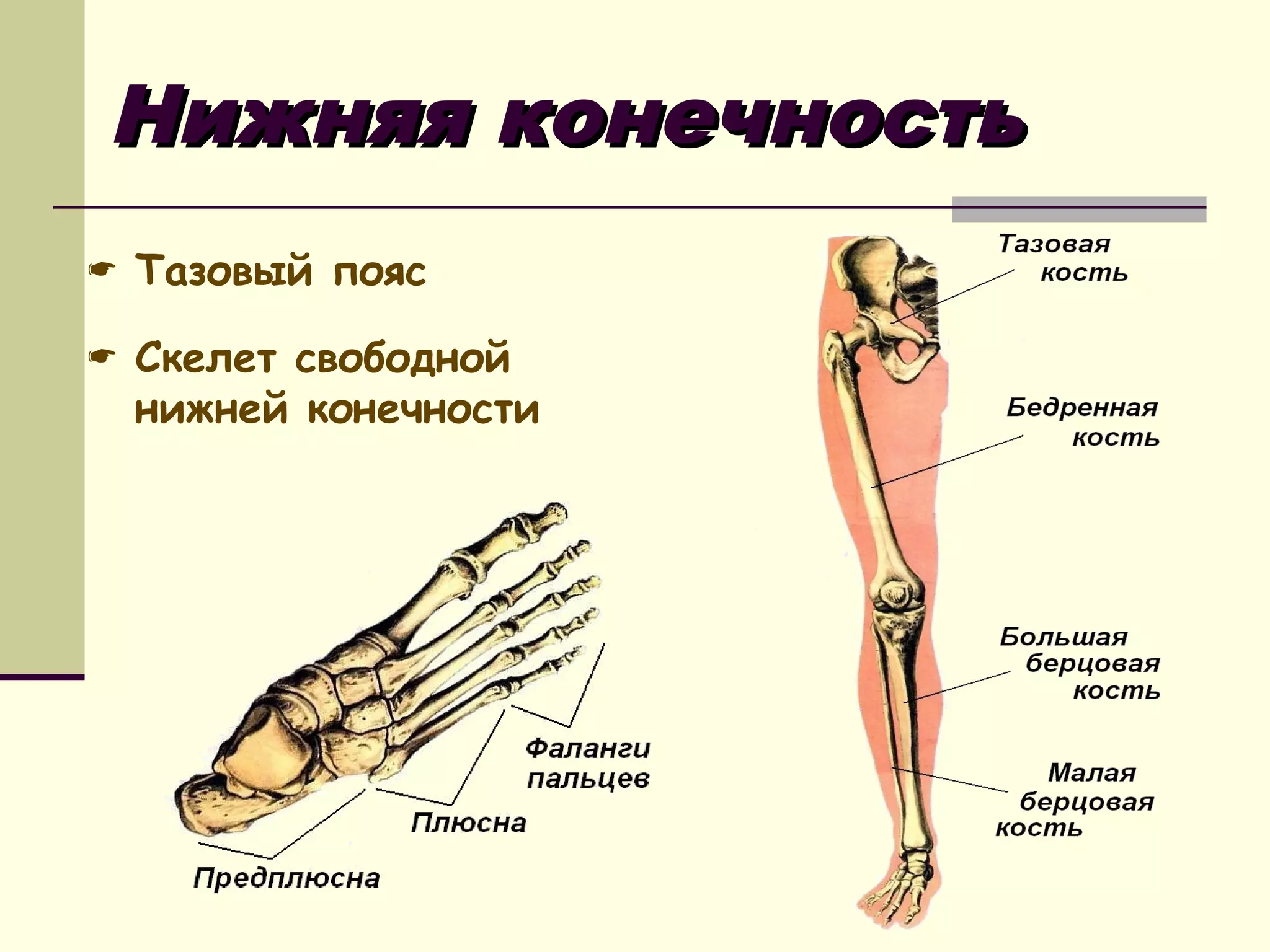 Нижняя конечность
 Тазовый пояс
 Скелет свободной

нижней конечности

 