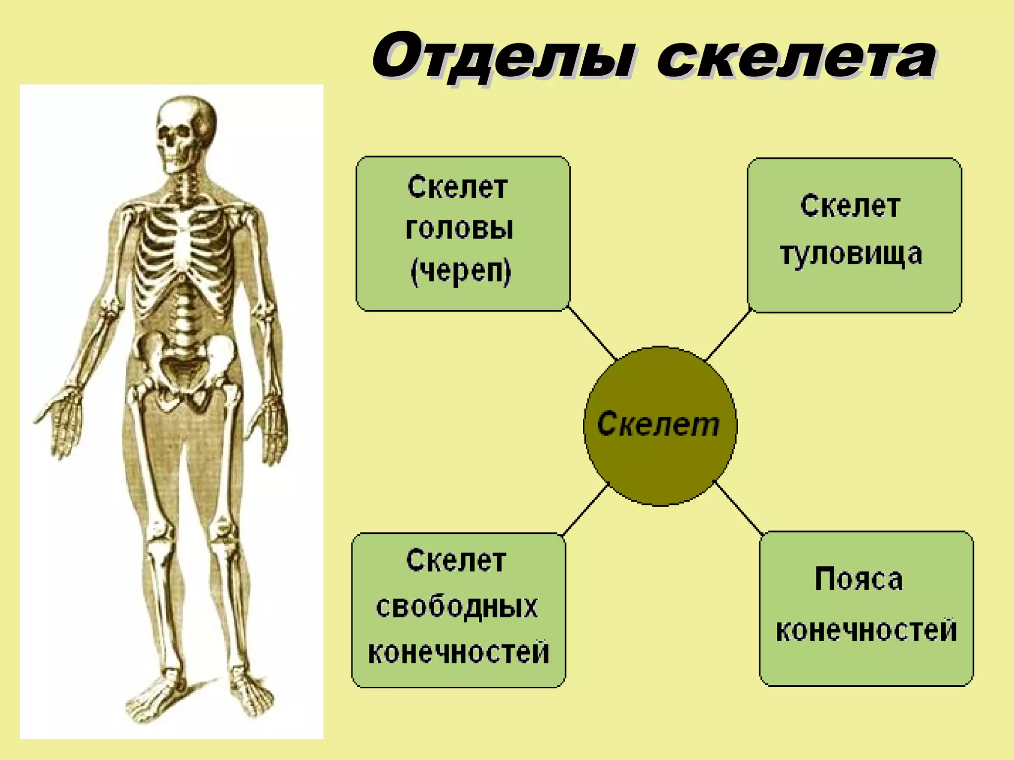 Отделы скелета

 