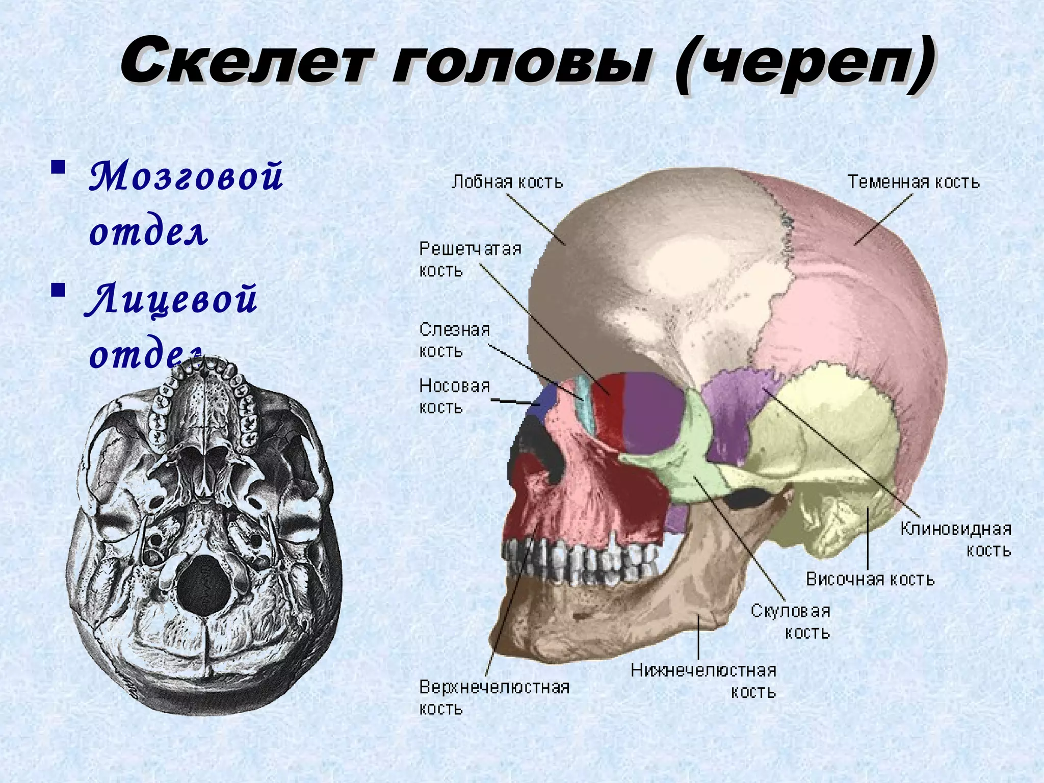 Скелет головы (череп)
 Мозговой
отдел
 Лицевой
отдел

 