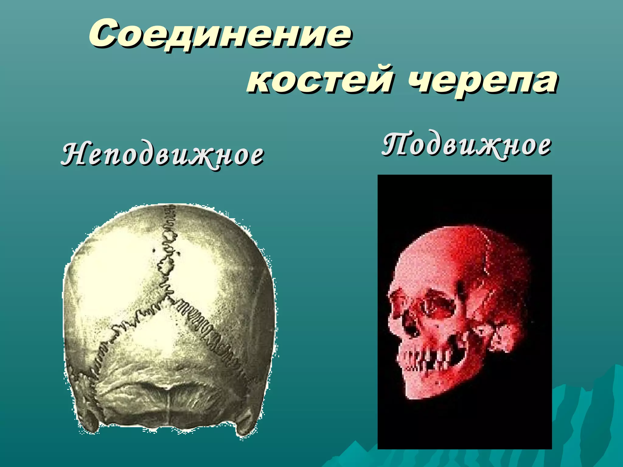 Соединение
костей черепа
Неподвижное

Подвижное

 