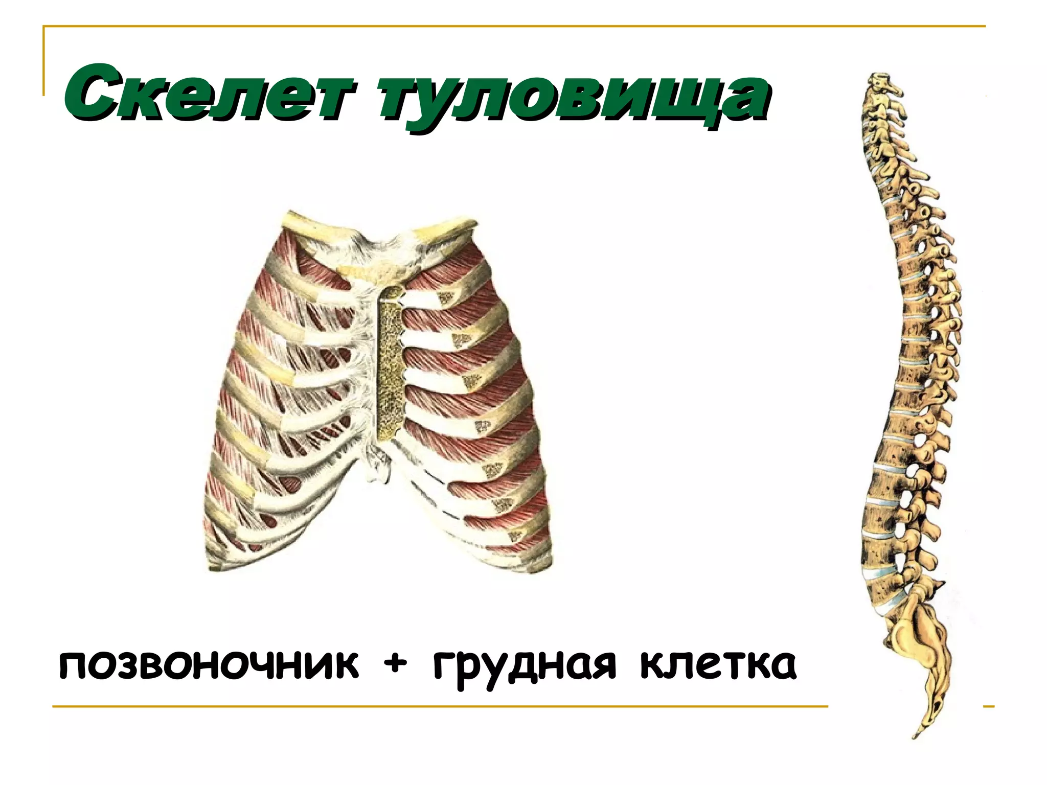 Скелет туловища

позвоночник + грудная клетка

 