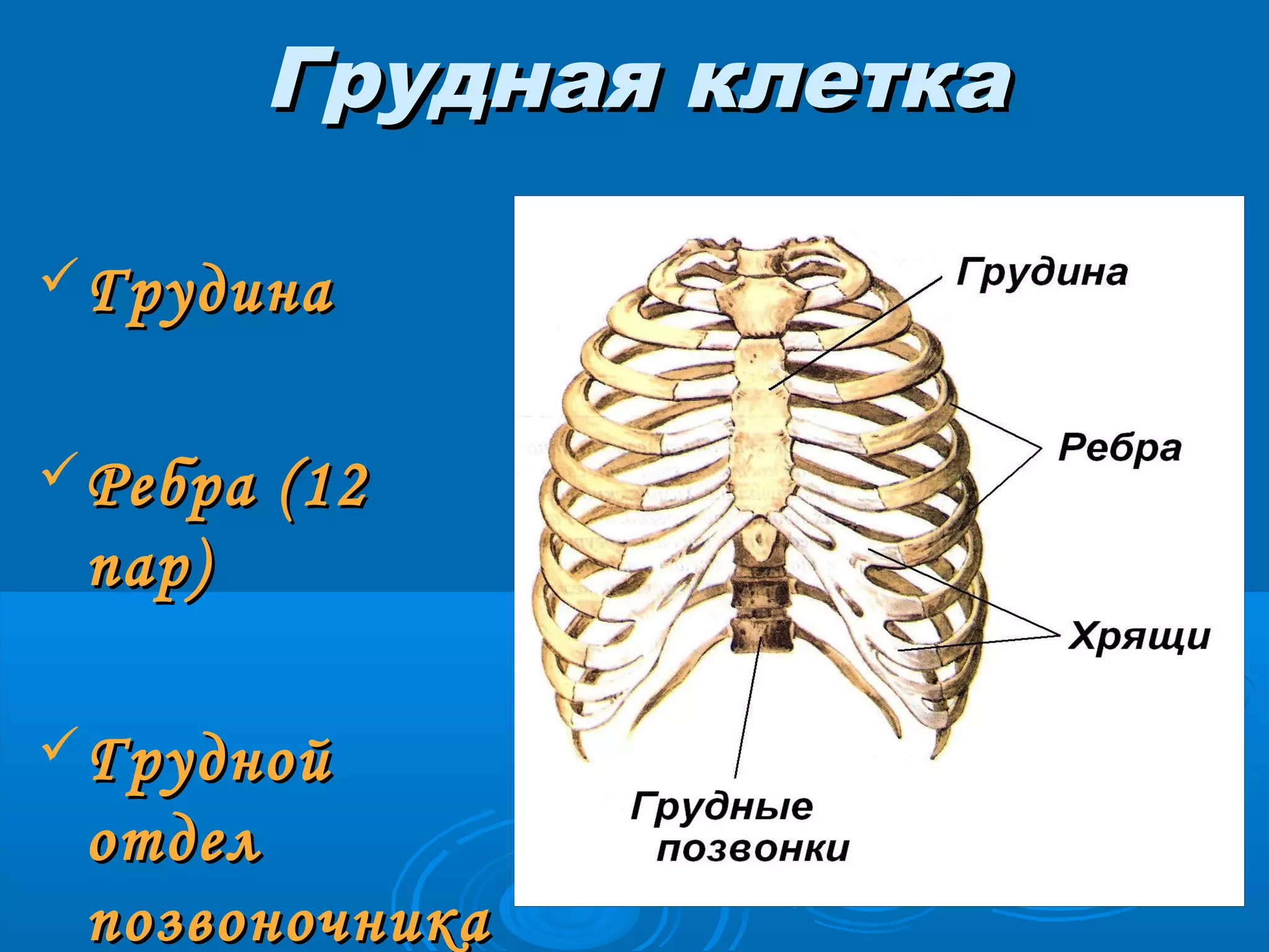 Грудная клетка
 Грудина
 Ребра

(12

пар)
 Грудной

отдел
позвоночника

 