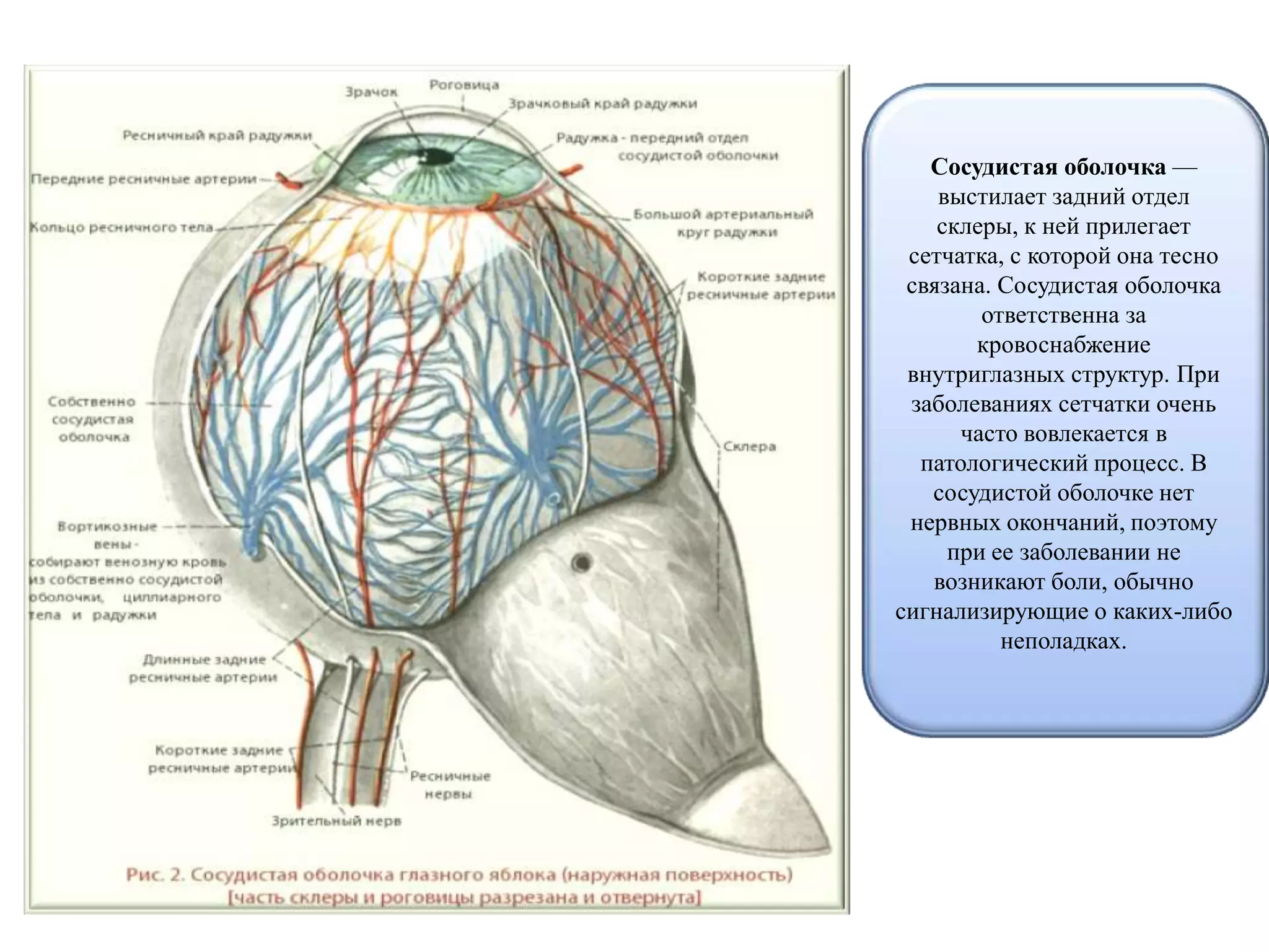 Сосудистая оболочка —
выстилает задний отдел
склеры, к ней прилегает
сетчатка, с которой она тесно
связана. Сосудистая оболочка
ответственна за
кровоснабжение
внутриглазных структур. При
заболеваниях сетчатки очень
часто вовлекается в
патологический процесс. В
сосудистой оболочке нет
нервных окончаний, поэтому
при ее заболевании не
возникают боли, обычно
сигнализирующие о каких-либо
неполадках.
 