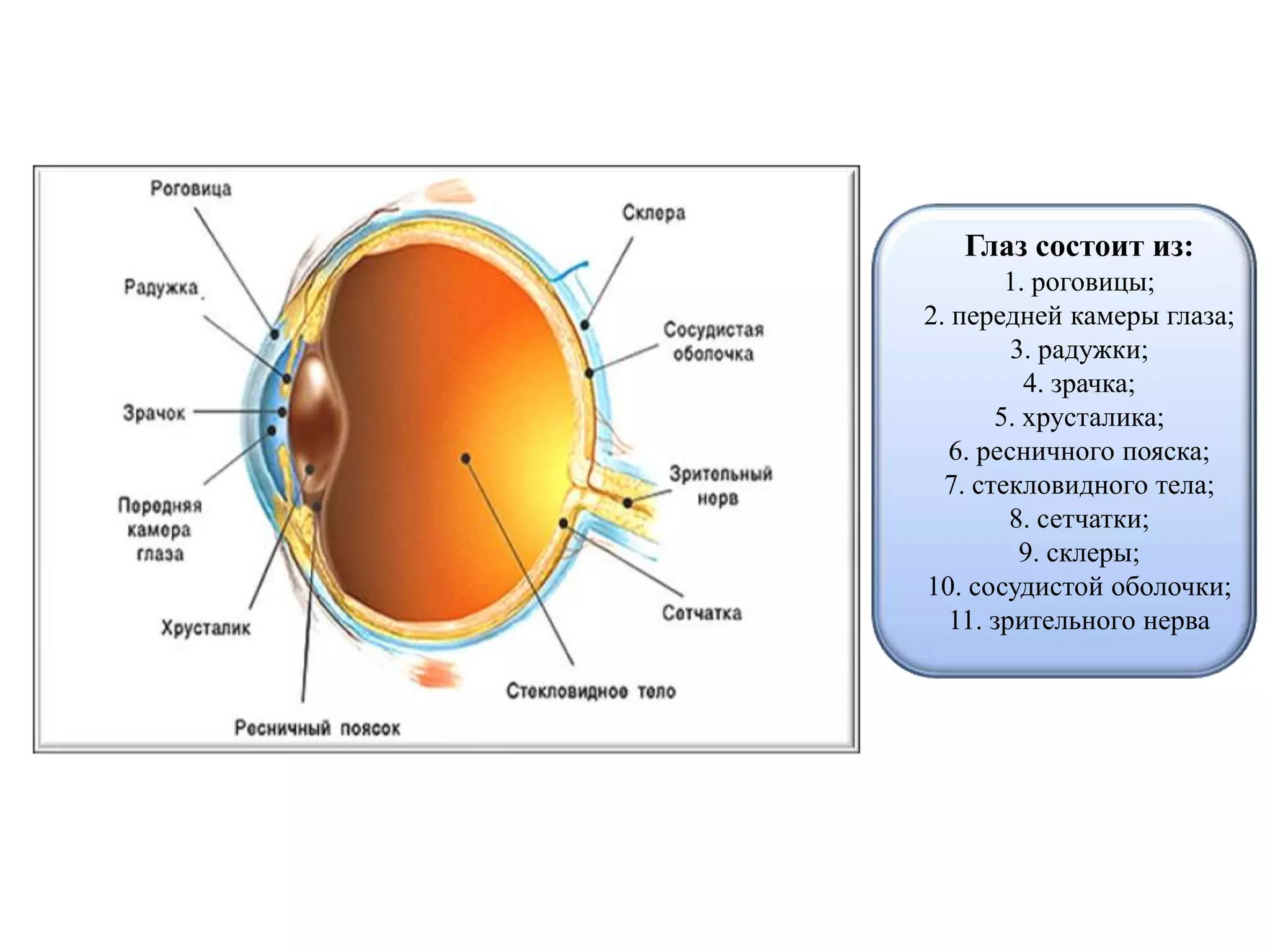 Глаз состоит из:
1. роговицы;
2. передней камеры глаза;
3. радужки;
4. зрачка;
5. хрусталика;
6. ресничного пояска;
7. стекловидного тела;
8. сетчатки;
9. склеры;
10. сосудистой оболочки;
11. зрительного нерва
 