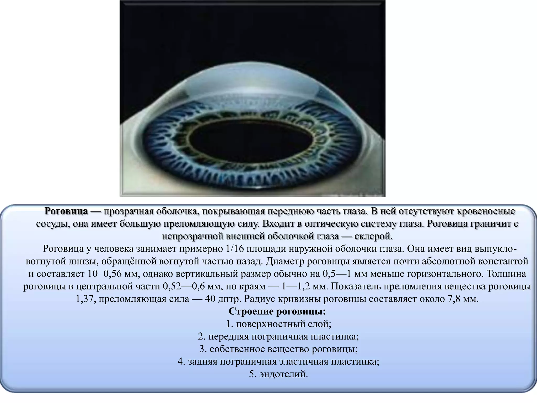 Роговица — прозрачная оболочка, покрывающая переднюю часть глаза. В ней отсутствуют кровеносные
сосуды, она имеет большую преломляющую силу. Входит в оптическую систему глаза. Роговица граничит с
непрозрачной внешней оболочкой глаза — склерой.
Роговица у человека занимает примерно 1/16 площади наружной оболочки глаза. Она имеет вид выпукло-
вогнутой линзы, обращённой вогнутой частью назад. Диаметр роговицы является почти абсолютной константой
и составляет 10 0,56 мм, однако вертикальный размер обычно на 0,5—1 мм меньше горизонтального. Толщина
роговицы в центральной части 0,52—0,6 мм, по краям — 1—1,2 мм. Показатель преломления вещества роговицы
1,37, преломляющая сила — 40 дптр. Радиус кривизны роговицы составляет около 7,8 мм.
Строение роговицы:
1. поверхностный слой;
2. передняя пограничная пластинка;
3. собственное вещество роговицы;
4. задняя пограничная эластичная пластинка;
5. эндотелий.
 