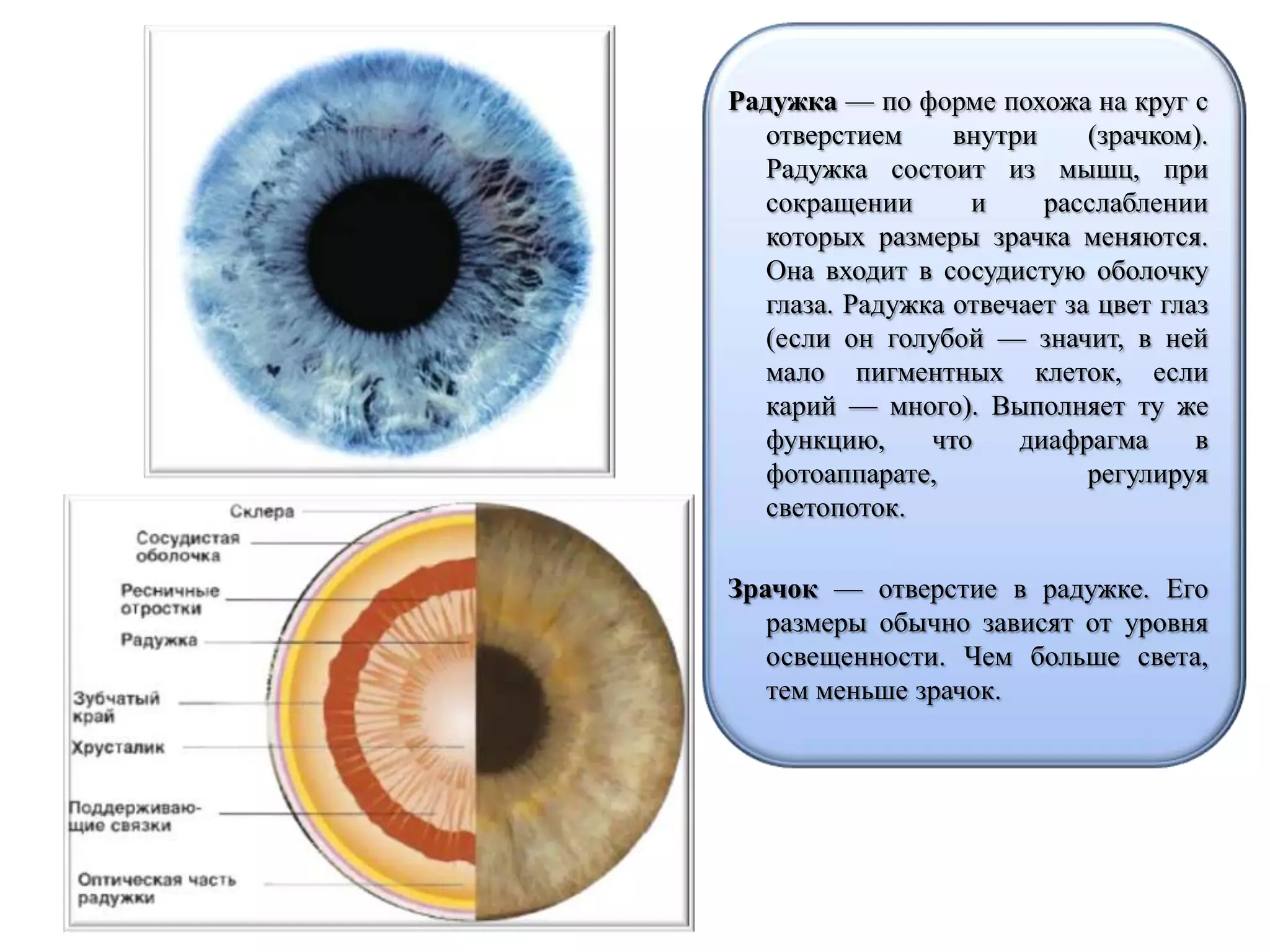 Радужка — по форме похожа на круг с
отверстием внутри (зрачком).
Радужка состоит из мышц, при
сокращении и расслаблении
которых размеры зрачка меняются.
Она входит в сосудистую оболочку
глаза. Радужка отвечает за цвет глаз
(если он голубой — значит, в ней
мало пигментных клеток, если
карий — много). Выполняет ту же
функцию, что диафрагма в
фотоаппарате, регулируя
светопоток.
Зрачок — отверстие в радужке. Его
размеры обычно зависят от уровня
освещенности. Чем больше света,
тем меньше зрачок.
 