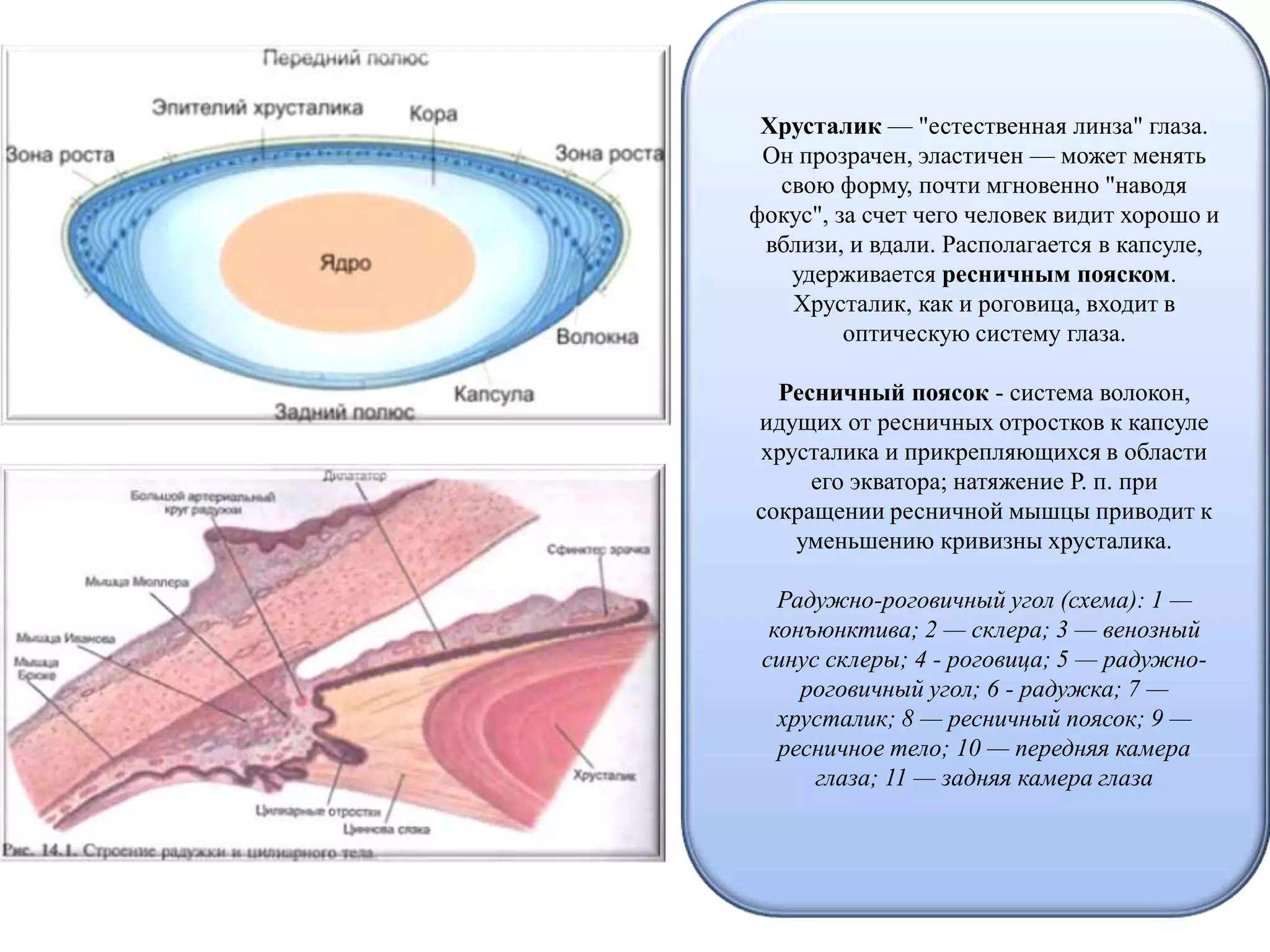 Хрусталик — "естественная линза" глаза.
Он прозрачен, эластичен — может менять
свою форму, почти мгновенно "наводя
фокус", за счет чего человек видит хорошо и
вблизи, и вдали. Располагается в капсуле,
удерживается ресничным пояском.
Хрусталик, как и роговица, входит в
оптическую систему глаза.
Ресничный поясок - система волокон,
идущих от ресничных отростков к капсуле
хрусталика и прикрепляющихся в области
его экватора; натяжение Р. п. при
сокращении ресничной мышцы приводит к
уменьшению кривизны хрусталика.
Радужно-роговичный угол (схема): 1 —
конъюнктива; 2 — склера; 3 — венозный
синус склеры; 4 - роговица; 5 — радужно-
роговичный угол; 6 - радужка; 7 —
хрусталик; 8 — ресничный поясок; 9 —
ресничное тело; 10 — передняя камера
глаза; 11 — задняя камера глаза
 