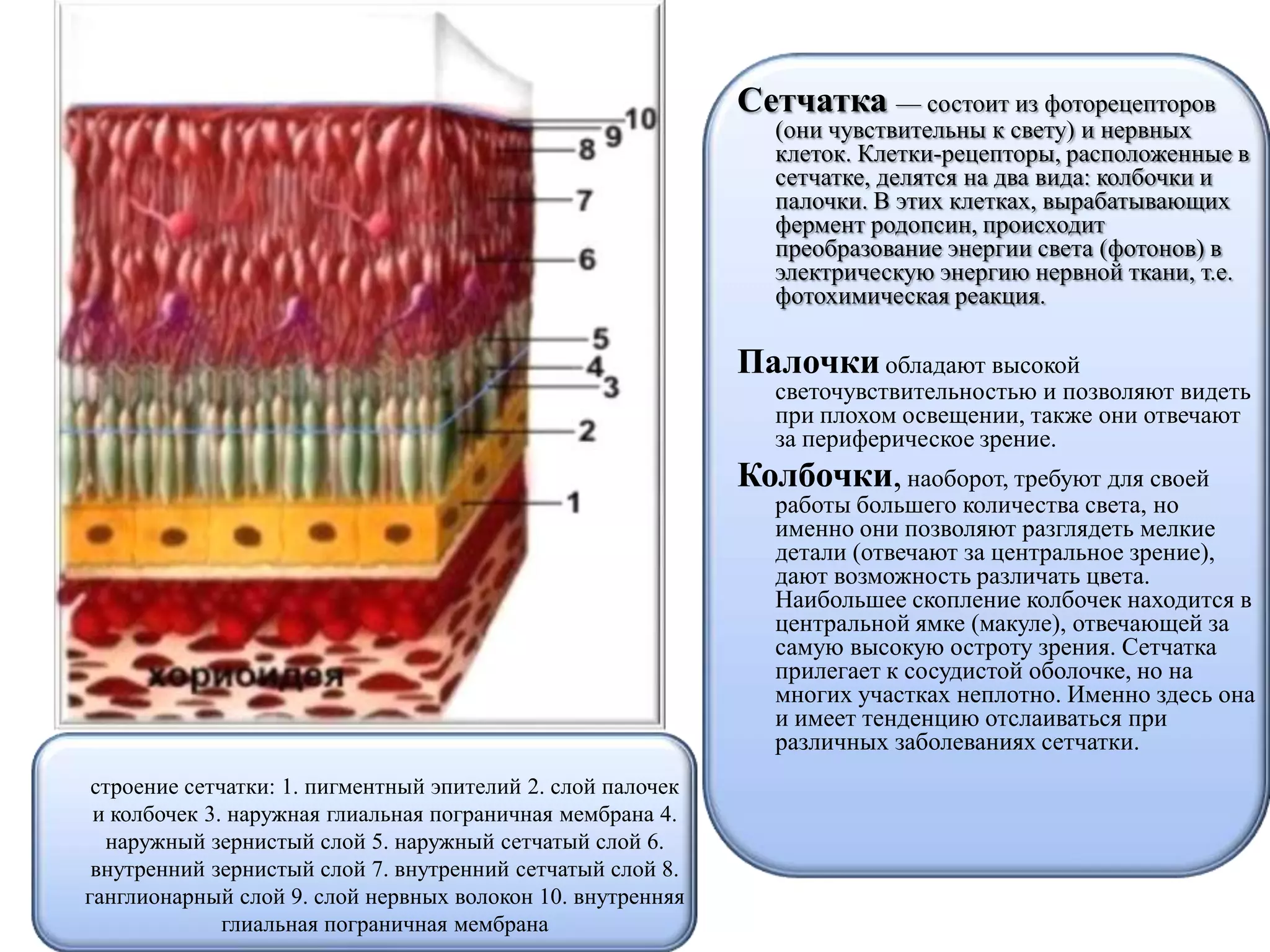 строение сетчатки: 1. пигментный эпителий 2. слой палочек
и колбочек 3. наружная глиальная пограничная мембрана 4.
наружный зернистый слой 5. наружный сетчатый слой 6.
внутренний зернистый слой 7. внутренний сетчатый слой 8.
ганглионарный слой 9. слой нервных волокон 10. внутренняя
глиальная пограничная мембрана
Сетчатка — состоит из фоторецепторов
(они чувствительны к свету) и нервных
клеток. Клетки-рецепторы, расположенные в
сетчатке, делятся на два вида: колбочки и
палочки. В этих клетках, вырабатывающих
фермент родопсин, происходит
преобразование энергии света (фотонов) в
электрическую энергию нервной ткани, т.е.
фотохимическая реакция.
Палочкиобладают высокой
светочувствительностью и позволяют видеть
при плохом освещении, также они отвечают
за периферическое зрение.
Колбочки, наоборот, требуют для своей
работы большего количества света, но
именно они позволяют разглядеть мелкие
детали (отвечают за центральное зрение),
дают возможность различать цвета.
Наибольшее скопление колбочек находится в
центральной ямке (макуле), отвечающей за
самую высокую остроту зрения. Сетчатка
прилегает к сосудистой оболочке, но на
многих участках неплотно. Именно здесь она
и имеет тенденцию отслаиваться при
различных заболеваниях сетчатки.
 