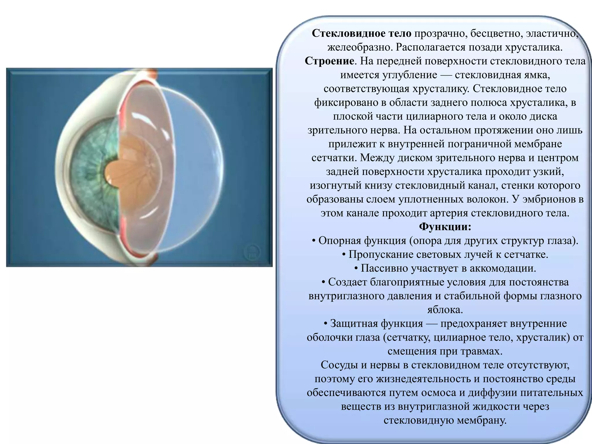 Стекловидное тело прозрачно, бесцветно, эластично,
желеобразно. Располагается позади хрусталика.
Строение. На передней поверхности стекловидного тела
имеется углубление — стекловидная ямка,
соответствующая хрусталику. Стекловидное тело
фиксировано в области заднего полюса хрусталика, в
плоской части цилиарного тела и около диска
зрительного нерва. На остальном протяжении оно лишь
прилежит к внутренней пограничной мембране
сетчатки. Между диском зрительного нерва и центром
задней поверхности хрусталика проходит узкий,
изогнутый книзу стекловидный канал, стенки которого
образованы слоем уплотненных волокон. У эмбрионов в
этом канале проходит артерия стекловидного тела.
Функции:
• Опорная функция (опора для других структур глаза).
• Пропускание световых лучей к сетчатке.
• Пассивно участвует в аккомодации.
• Создает благоприятные условия для постоянства
внутриглазного давления и стабильной формы глазного
яблока.
• Защитная функция — предохраняет внутренние
оболочки глаза (сетчатку, цилиарное тело, хрусталик) от
смещения при травмах.
Сосуды и нервы в стекловидном теле отсутствуют,
поэтому его жизнедеятельность и постоянство среды
обеспечиваются путем осмоса и диффузии питательных
веществ из внутриглазной жидкости через
стекловидную мембрану.
 