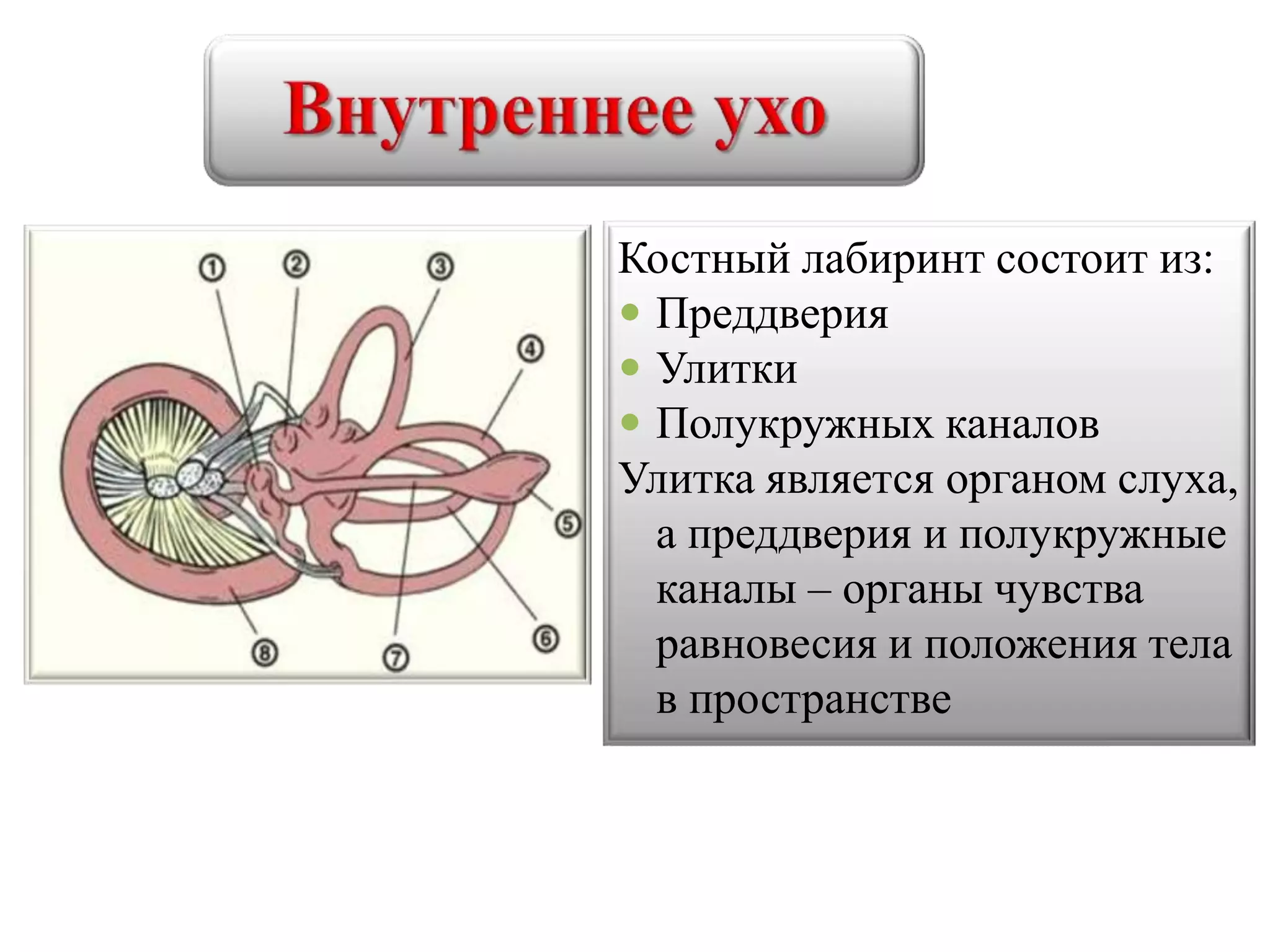 Костный лабиринт состоит из:
 Преддверия
 Улитки
 Полукружных каналов
Улитка является органом слуха,
а преддверия и полукружные
каналы – органы чувства
равновесия и положения тела
в пространстве
 