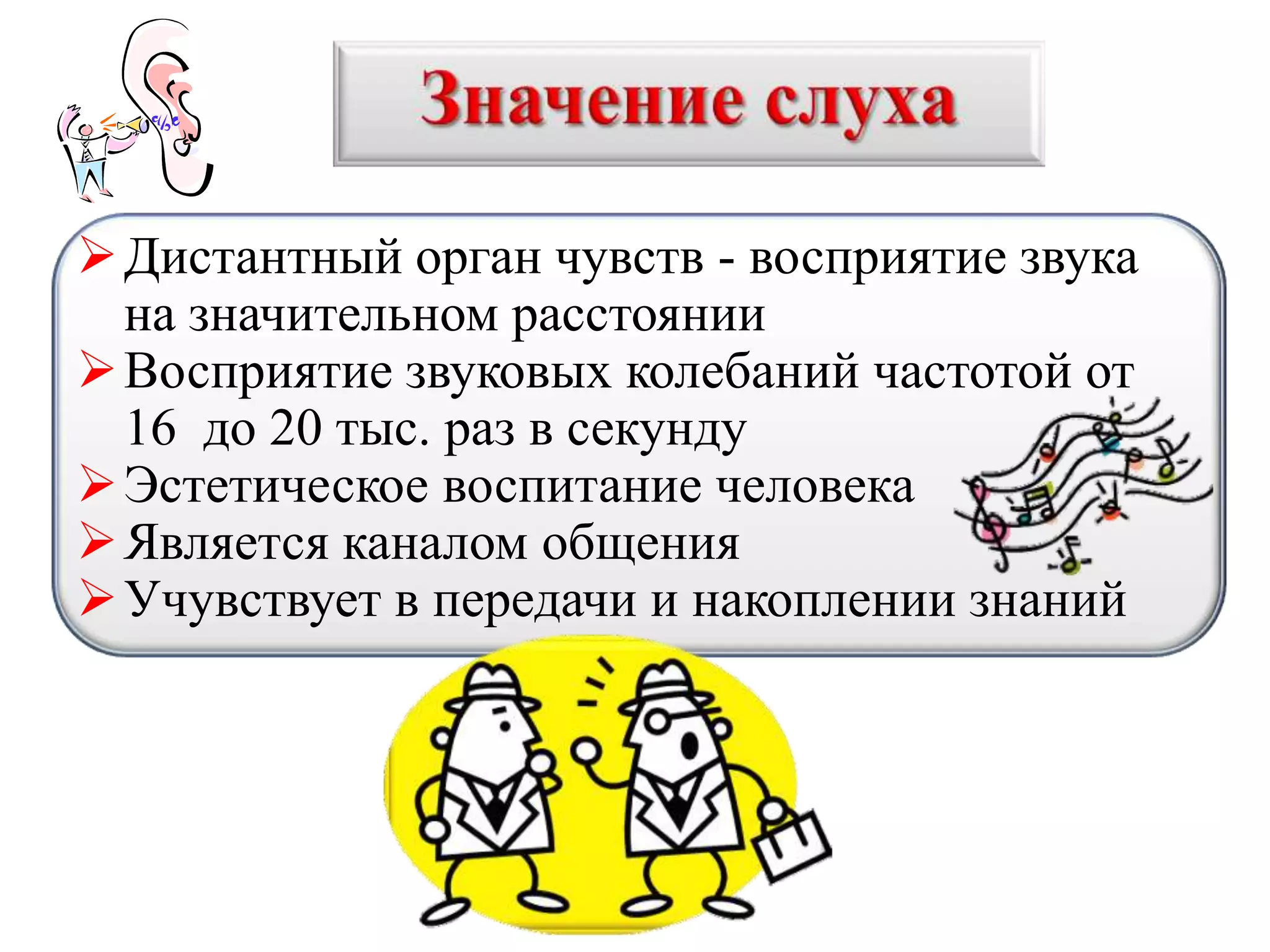 Дистантный орган чувств - восприятие звука
на значительном расстоянии
Восприятие звуковых колебаний частотой от
16 до 20 тыс. раз в секунду
Эстетическое воспитание человека
Является каналом общения
Учувствует в передачи и накоплении знаний
 