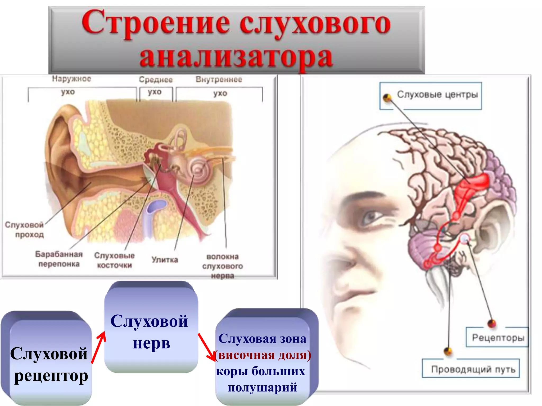 Слуховой
рецептор
Слуховой
нерв Слуховая зона
(височная доля)
коры больших
полушарий
 