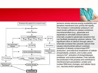 Ischemic stroke reduces energy availability and
therefore membrane ionic primes fail rapidly.
The increase in extracellular potassium can
reach levels sufficient to release excitotoxic
neurotransmitters (e.g., glutamate and
aspartate) to stimulate sodium/calcium
channels coupled to glutamate receptors that
can facilitate developing cytotoxic edema. The
significant influx of calcium through calcium
channels increase free cytosolic calcium that
causes mitochondrial calcium overload,
cessation of already compromised ATP
production, and extensive breakdown of cellular
phospholipids, proteins, and nucleic acids
owing to Ca2+ activation of phospholipases,
proteases, and endonucleases. Free radicals
are produced in the process and contribute to
membrane lipid peroxidation, protein and
nuclear DNA toxic changes, and cellular injury
(i.e., necrosis and/or apoptosis).
 