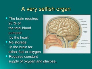 A very selfish organA very selfish organ
 The brain requiresThe brain requires
20 % of20 % of
the total bloodthe total blood
pumpedpumped
by the heart.by the heart.
 No storageNo storage
in the brain forin the brain for
either fuel or oxygeneither fuel or oxygen
 Requires constantRequires constant
supply of oxygen and glucose.supply of oxygen and glucose.
 