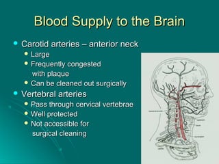 Blood Supply to the BrainBlood Supply to the Brain
 Carotid arteries – anterior neckCarotid arteries – anterior neck
 LargeLarge
 Frequently congestedFrequently congested
with plaquewith plaque
 Can be cleaned out surgicallyCan be cleaned out surgically
 Vertebral arteriesVertebral arteries
 Pass through cervical vertebraePass through cervical vertebrae
 Well protectedWell protected
 Not accessible forNot accessible for
surgical cleaningsurgical cleaning
 