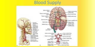 Blood Supply
 