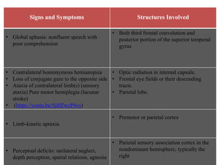 Signs and Symptoms Structures Involved
• Global aphasia: nonfluent speech with
poor comprehension
• Both third frontal convolution and
posterior portion of the superior temporal
gyrus
• Contralateral homonymous hemianopsia
• Loss of conjugate gaze to the opposite side
• Ataxia of contralateral limb(s) (sensory
ataxia) Pure motor hemiplegia (lacunar
stroke)
• (https://youtu.be/5ji0ZwcP4vs)
• Optic radiation in internal capsule.
• Frontal eye fields or their descending
tracts.
• Parietal lobe.
• Limb-kinetic apraxia
• Premotor or parietal cortex
• Perceptual deficits: unilateral neglect,
depth perception, spatial relations, agnosia
• Parietal sensory association cortex in the
nondominant hemisphere, typically the
right
 