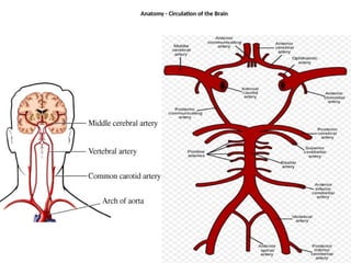 Anatomy - Circulation of the Brain
 