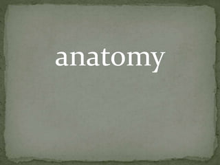 anatomy
 