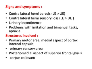 Signs and symptoms :
•
•
•
•

Contra lateral hemi paresis (LE > UE)
Contra lateral hemi sensory loss (LE > UE )
Urinary incontinence
Problems with imitation and bimanual tasks,
apraxia
Structures involved :
• Primary motor area, medial aspect of cortex,
internal capsule
• primary sensory area
• Posteriomedial aspect of superior frontal gyrus
• corpus callosum

 