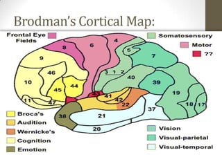 Brodman’s Cortical Map: