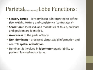 Parietal[p-sx – sensory] Lobe Functions:Sensory cortex – sensory input is interpreted to define size, weight, texture and consistency (contralateral)Sensation is localised, and modalities of touch, pressure and position are identified.Awareness of the parts of bodyNon-dominant – processes visuospatial information andcontrols spatial orientationDominant is involved in ideomotor praxis (ability to perform learned motor tasks