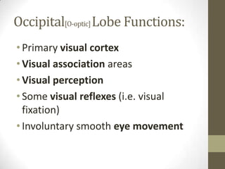 Occipital[O-optic] Lobe Functions:Primary visual cortexVisual association areasVisual perceptionSome visual reflexes (i.e. visual fixation)Involuntary smooth eye movement