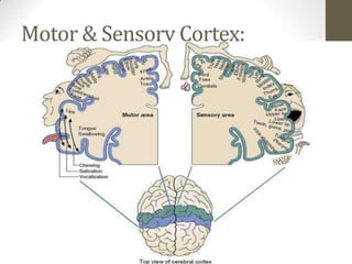 Motor & Sensory Cortex: