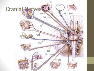 Cranial Nerves:
