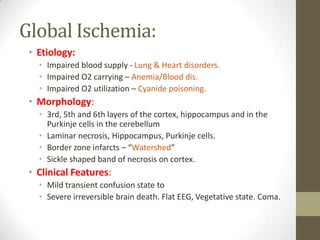 Global Ischemia:Etiology:Impaired blood supply - Lung & Heart disorders.Impaired O2 carrying – Anemia/Blood dis.Impaired O2 utilization – Cyanide poisoning.Morphology:3rd, 5th and 6th layers of the cortex, hippocampus and in the Purkinje cells in the cerebellum Laminar necrosis, Hippocampus, Purkinje cells.Border zone infarcts – “Watershed”Sickle shaped band of necrosis on cortex.ClinicalFeatures:Mild transient confusion state toSevere irreversible brain death. Flat EEG, Vegetative state. Coma.
