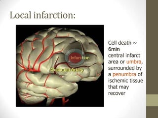 Local infarction:Cell death ~ 6mincentral infarct area or umbra, surrounded by a penumbra of ischemic tissue that may recover 
