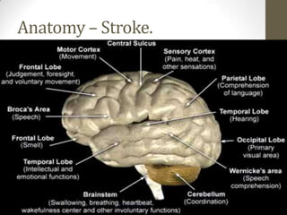 Anatomy – Stroke. 